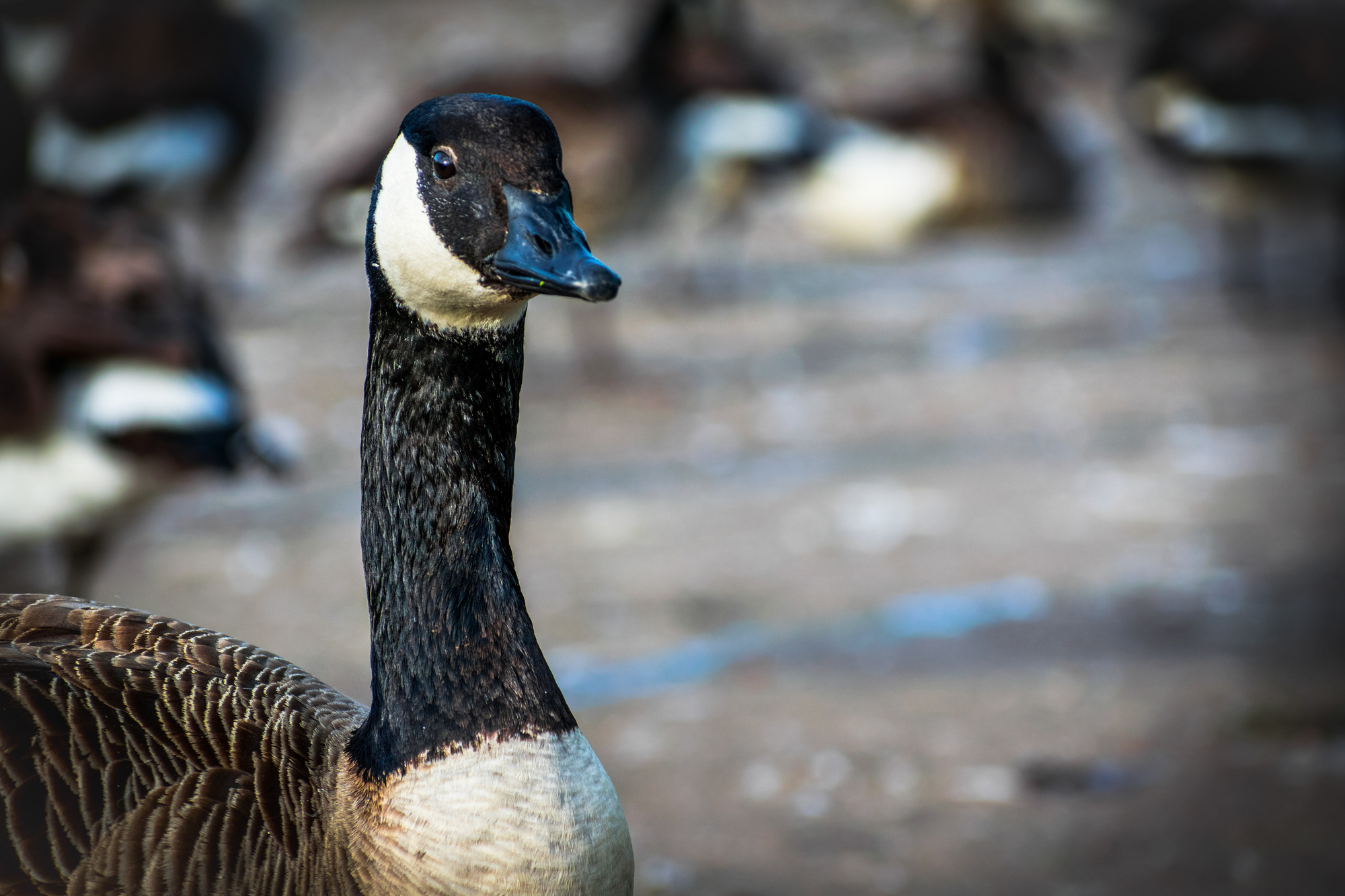 What a Really Mad Goose Taught Me About Overcoming Fear in My Business